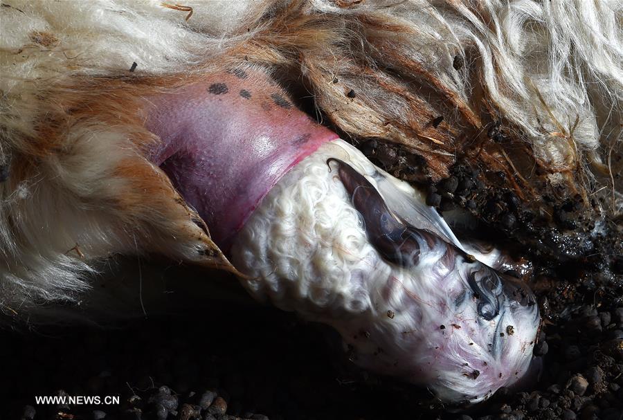 CHINA-TIBET-DAMXUNG-SHEEP-BIRTH SEASON (CN)