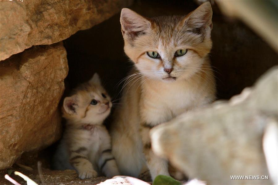 الصورة: القطط الرملية من القطط الناردة المهددة بالانقراض