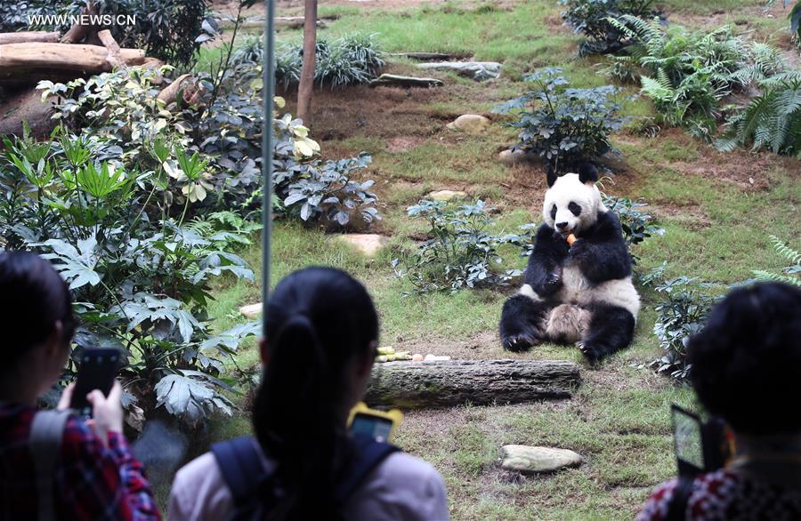 （图文互动）（2）特写：悉心饲养全球最老大熊猫　香港海洋公园盼与各地分享经验