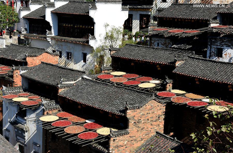 الصورة : الحصاد في قرية بشرقي الصين 