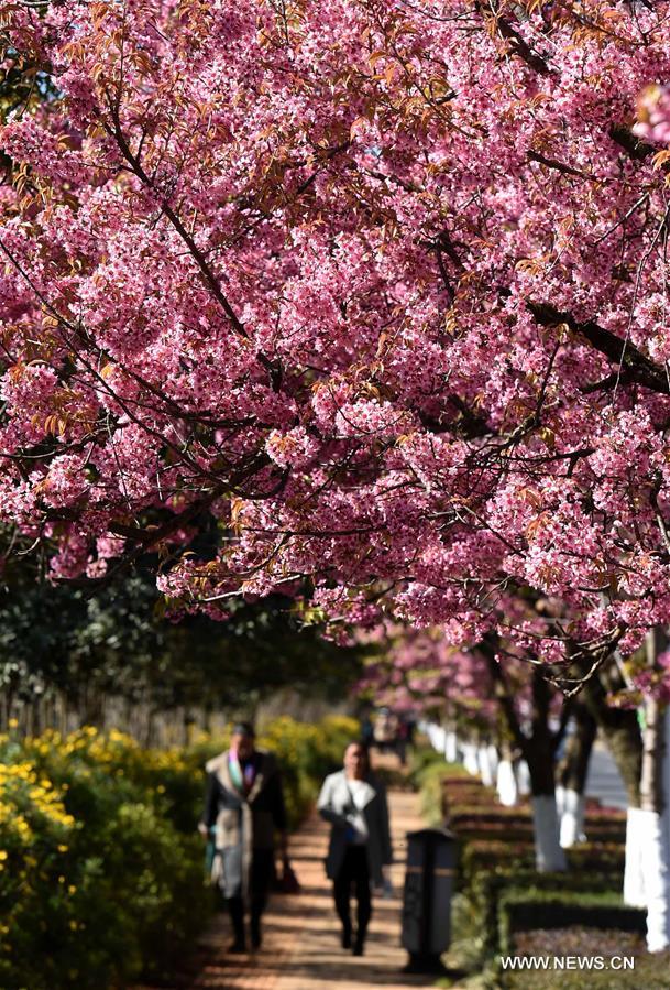 （环境）（2）昆明冬樱绽放