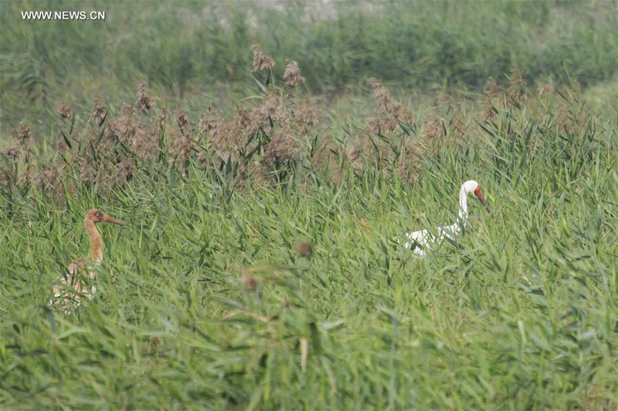 （环境）（1）全球极度濒危白鹤现身香港湿地