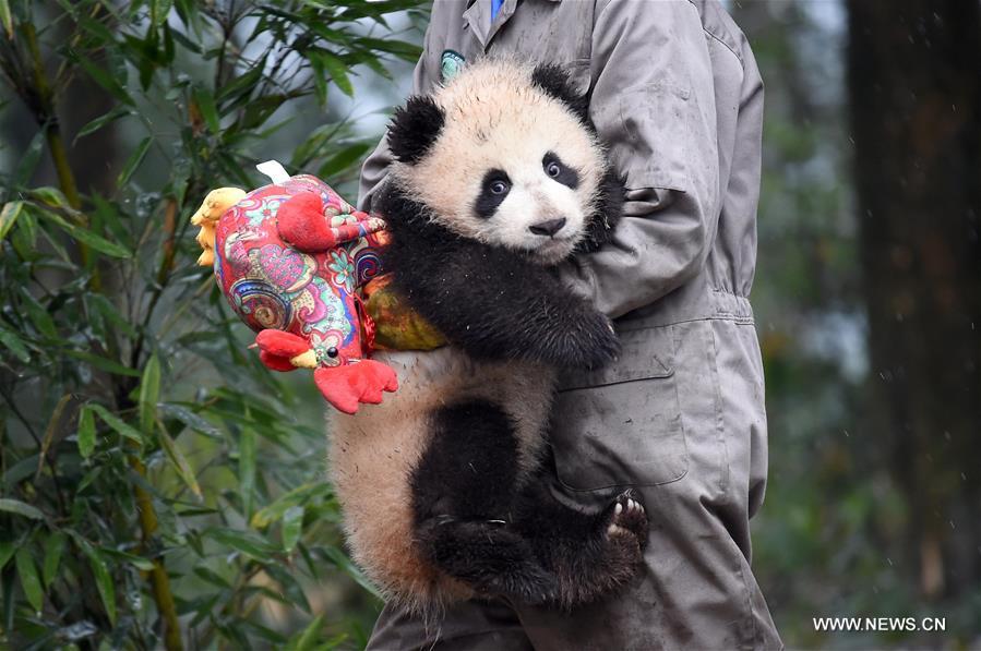 (9)CHINA-SICHUAN-MEDIO AMBIENTE-FAUNA