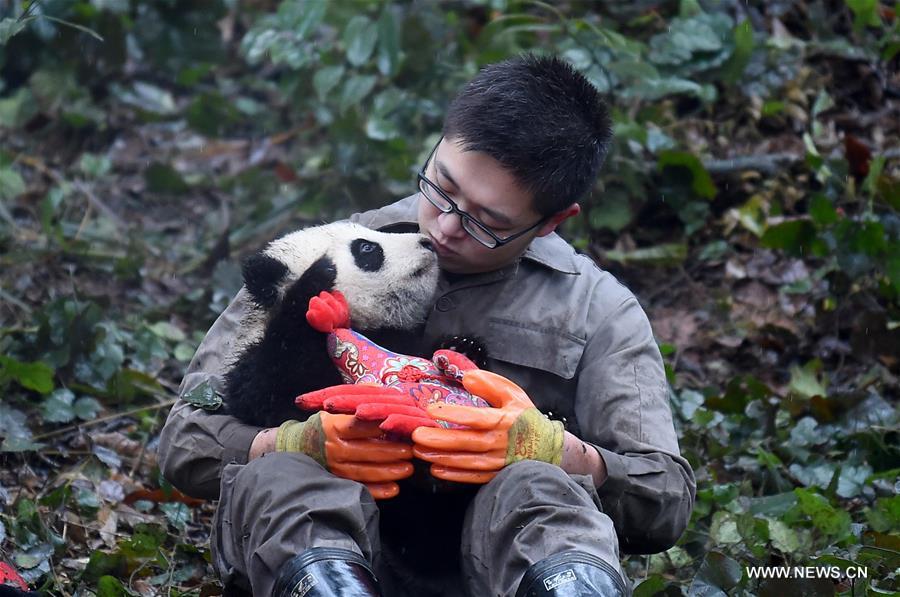 (11)CHINA-SICHUAN-MEDIO AMBIENTE-FAUNA