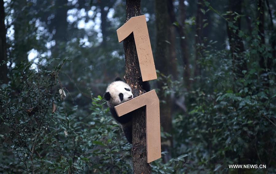 CHINA-SICHUAN-YA'AN-GIANT PANDA (CN)