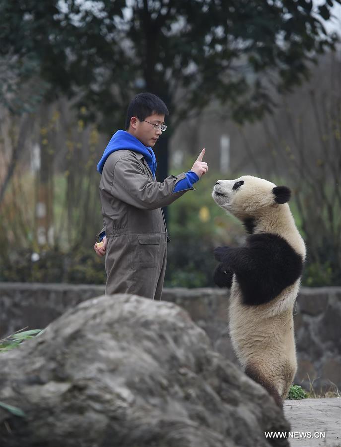 （新春走基层）（4）与大熊猫一起过年的饲养员