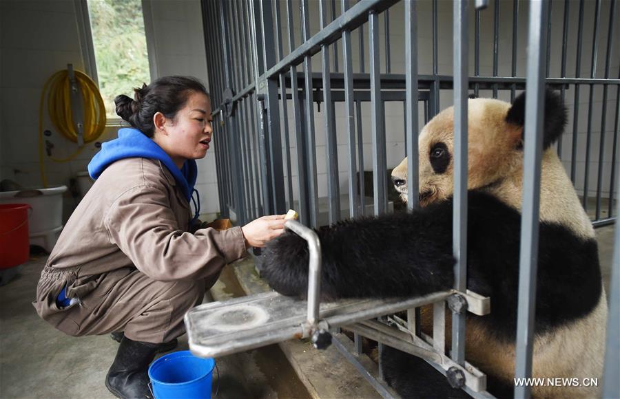（新春走基层）（3）与大熊猫一起过年的饲养员