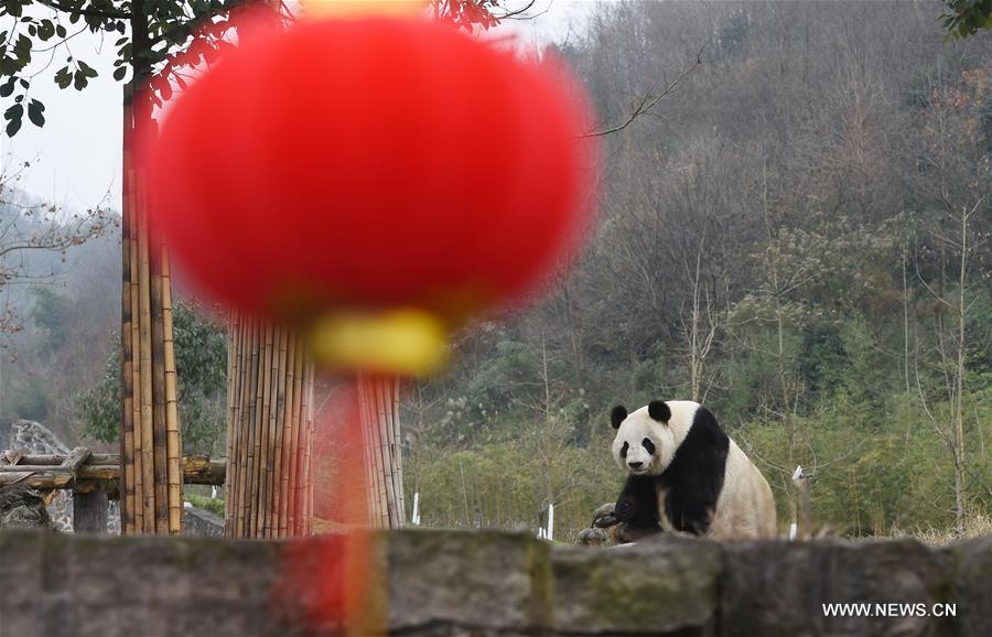 （新春走基层）（1）与大熊猫一起过年的饲养员