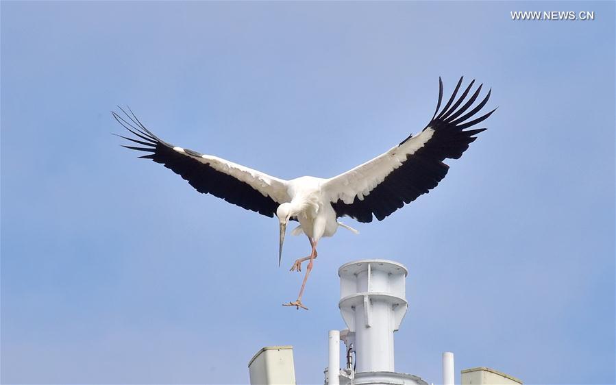 الصورة: اللقلق الأبيض الشرقي في جنوب شرقي الصين
