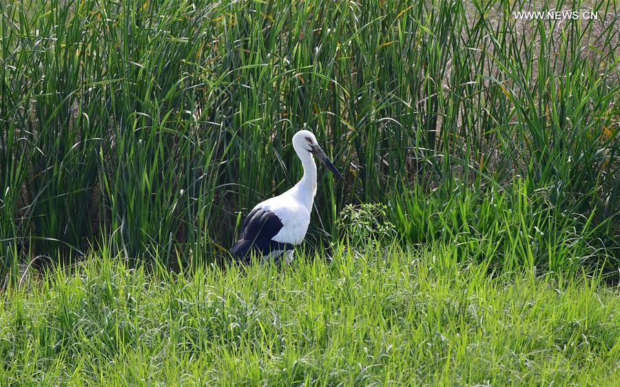 （环境）（2）东方白鹳现身福州八一水库湿地