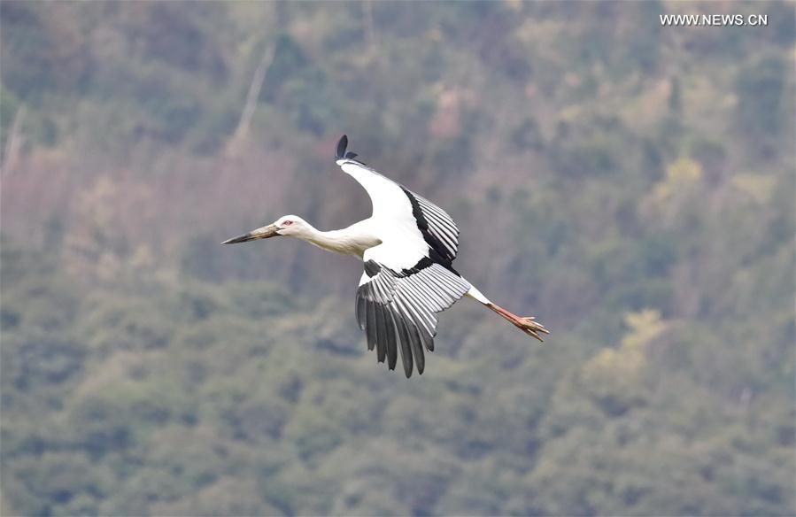 （环境）（3）东方白鹳现身福州八一水库湿地