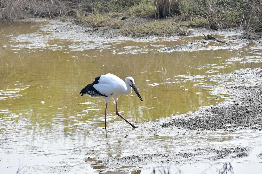 （环境）（5）东方白鹳现身福州八一水库湿地