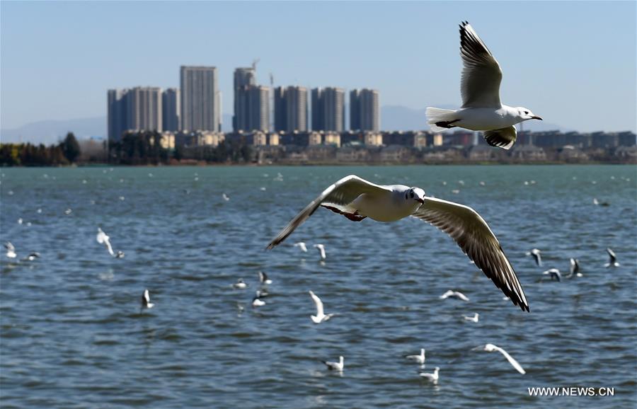  الصورة: تحسن جودة المياه في بحيرة ديانتشي بجنوب غربي الصين