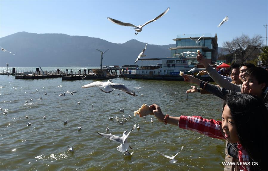 （图文互动）（6）&ldquo;高原明珠&rdquo;复苏记&mdash;&mdash;昆明滇池迎来31年来最好水质