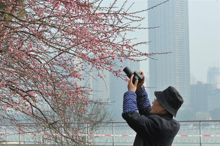 الصورة: تفتح زهور البرقوق الأحمر بوسط الصين