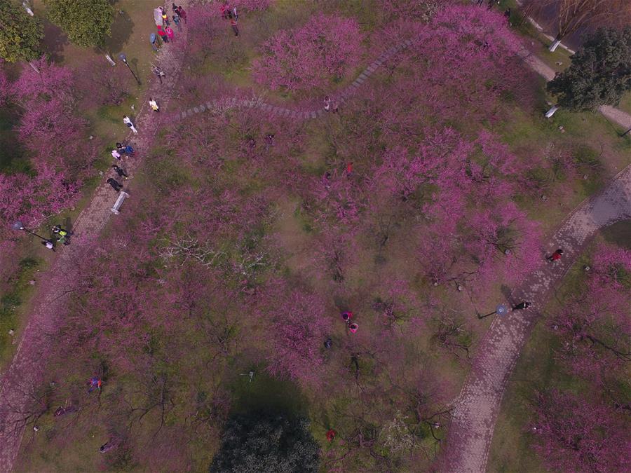 الصورة: تفتح زهور البرقوق الأحمر بوسط الصين