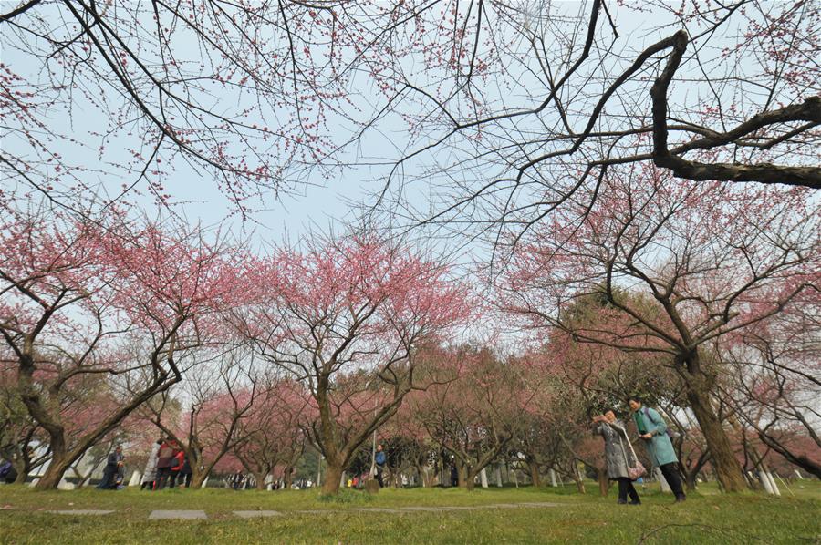 الصورة: تفتح زهور البرقوق الأحمر بوسط الصين