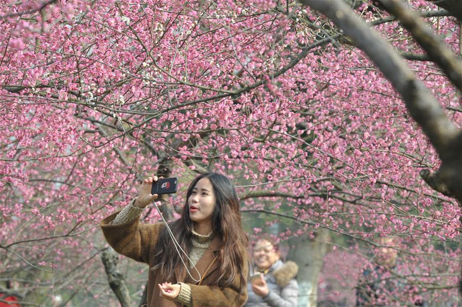 الصورة: تفتح زهور البرقوق الأحمر بوسط الصين