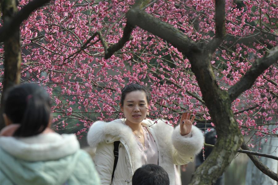 الصورة: تفتح زهور البرقوق الأحمر بوسط الصين