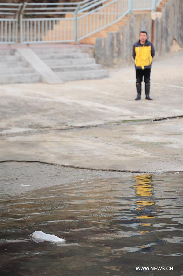 #CHINA-SHANDONG-YANTAI-SPOTTED SEAL-NEWBORN CUB (CN)