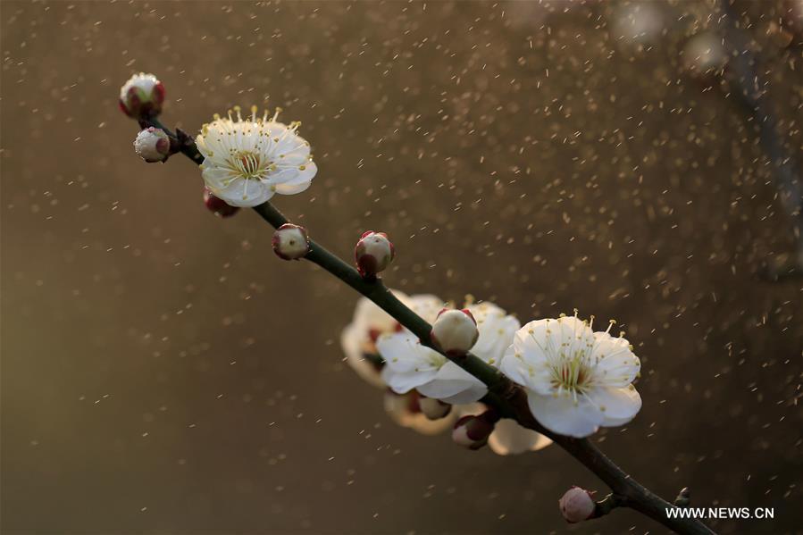 الصورة: زهور البرقوق المتفتحة وسط أمطار خفيفة في شرقي الصين