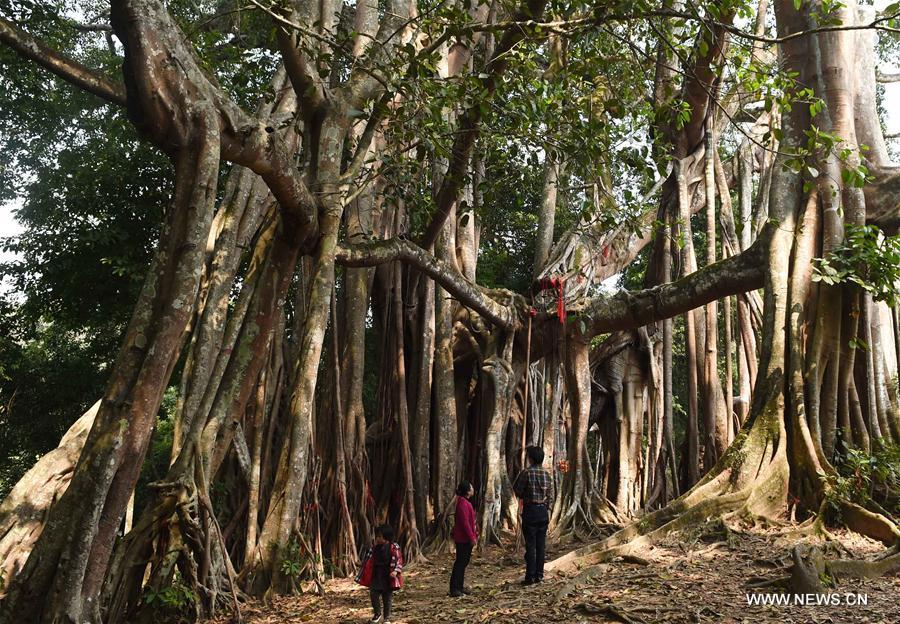  الصورة: شجرة عمرها 500 عام تنمو لتشكل غابة كاملة في جنوب غربي الصين