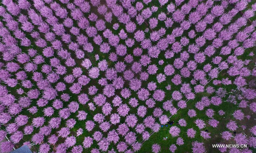 الصورة: 10 آلاف هكتار من الزهور المتفتحة في شمال غربي الصين