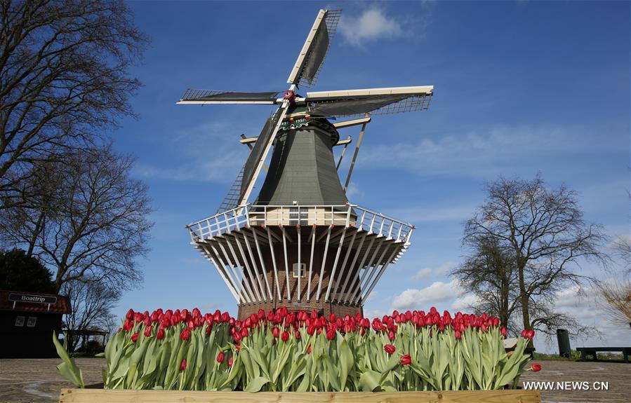 （国际）（6）荷兰库肯霍夫公园：欣赏郁金香之美