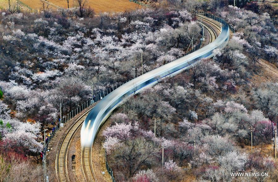 الصورة: قطار يمر ببحر الزهور في بكين 