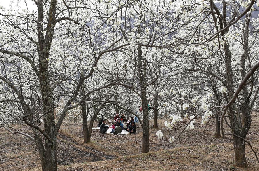 （春季美丽生态）（4）千树万树梨花开