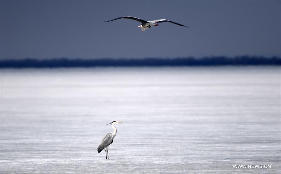 （环境）（6）中俄界湖迎“鸟汛”