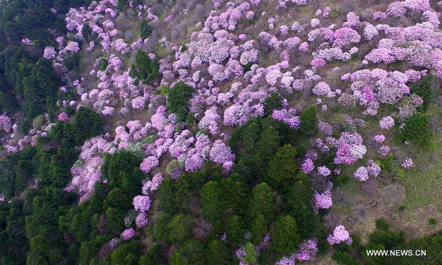 الصورة: منظر منطقة شننونغجيا للغابات في وسط الصين