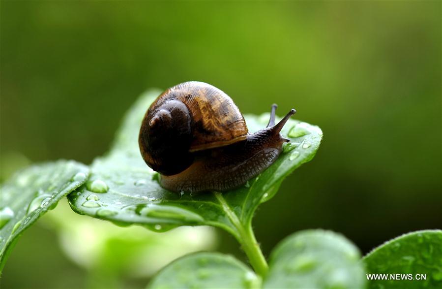 （新华网）（1）雨中蜗牛