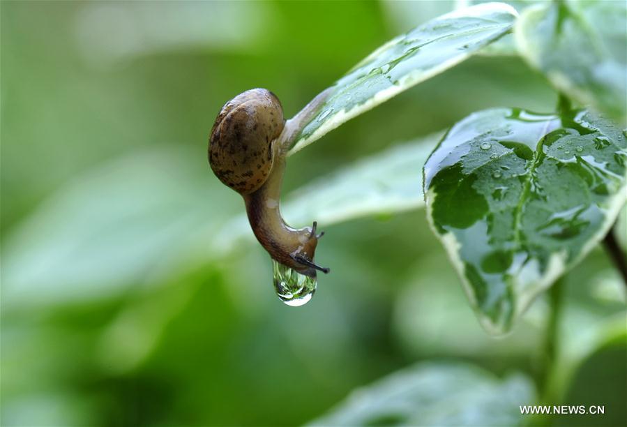 （新华网）（2）雨中蜗牛