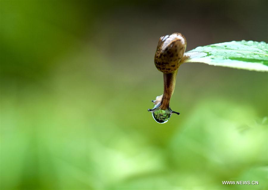 （新华网）（4）雨中蜗牛
