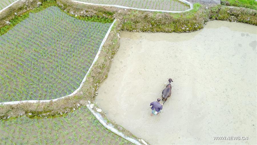 الصورة: الحقول زراعية في جنوب غربي الصين