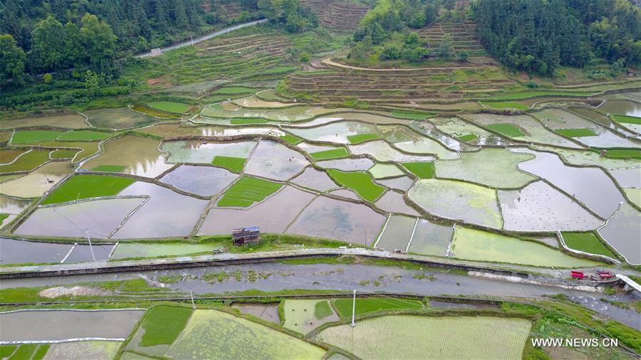 الصورة: الحقول زراعية في جنوب غربي الصين