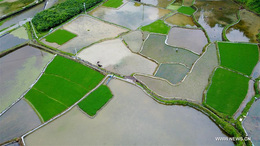  الصورة: الحقول زراعية في جنوب غربي الصين