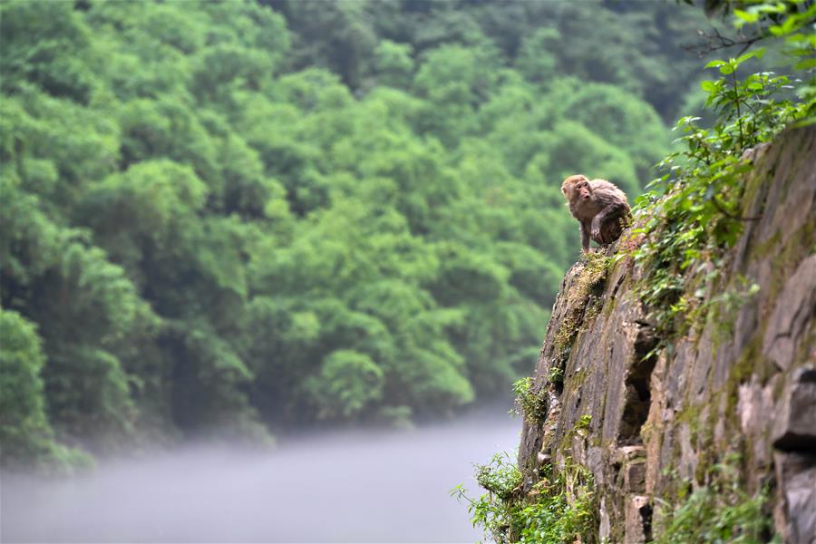 （美丽中国）（1）重庆统景：两岸“猿声”啼不住