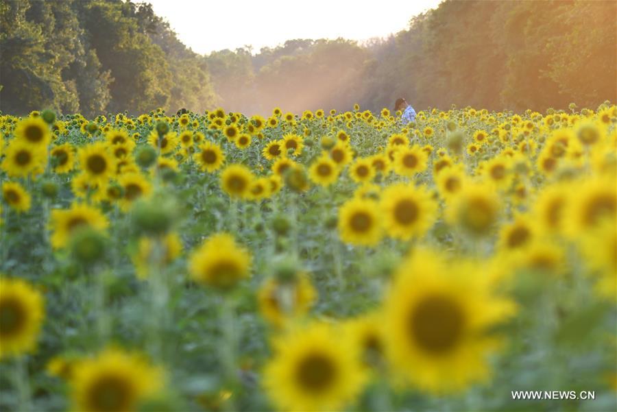 U.S.-MARYLAND-SUNFLOWERS