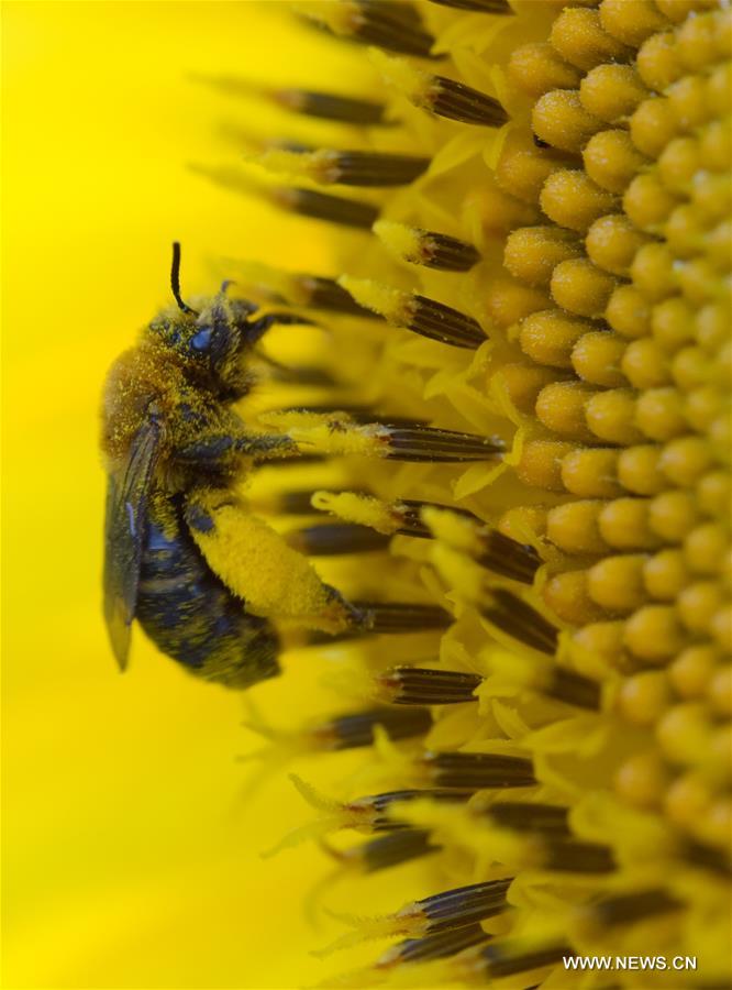 U.S.-MARYLAND-SUNFLOWERS