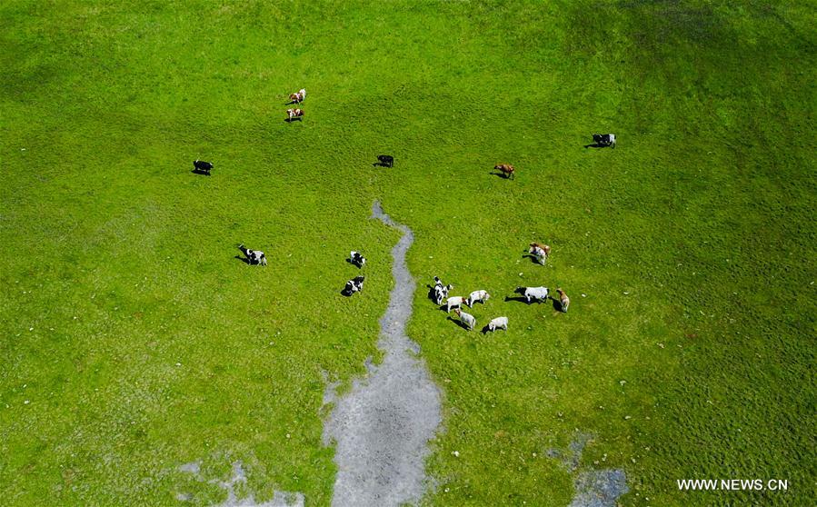CHINA-INNER MONGOLIA-GRASSLAND-PROTECTION(CN)