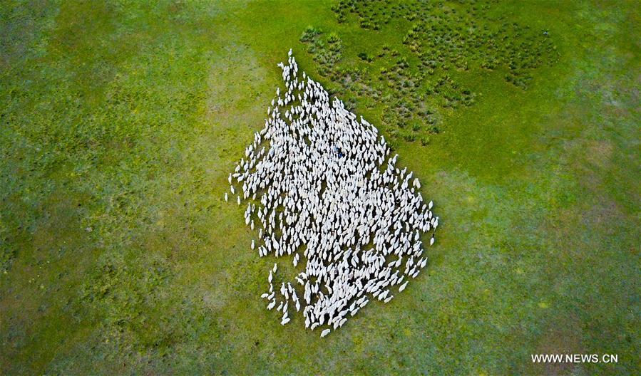 CHINA-INNER MONGOLIA-GRASSLAND-PROTECTION(CN)