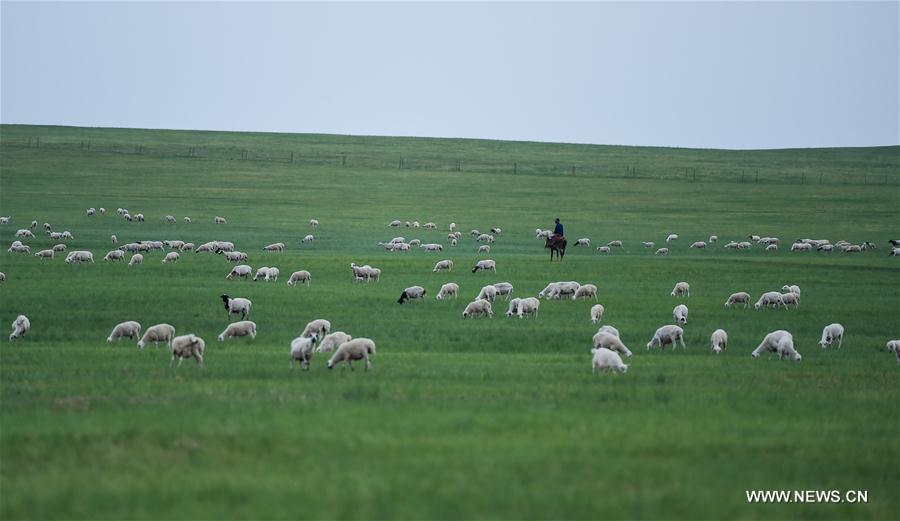 CHINA-INNER MONGOLIA-GRASSLAND-PROTECTION(CN)