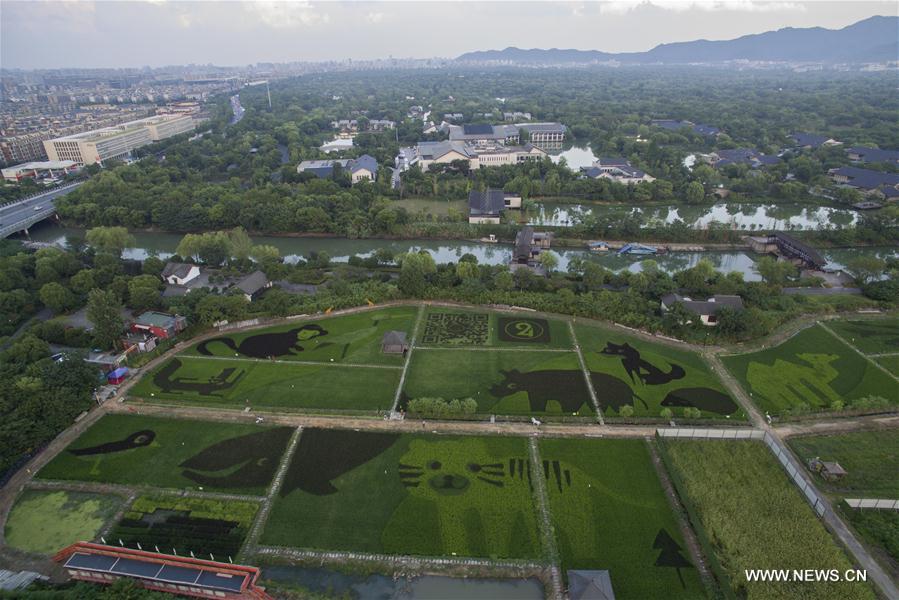 （社会）（1）杭州：湿地旁的“动物园”稻田