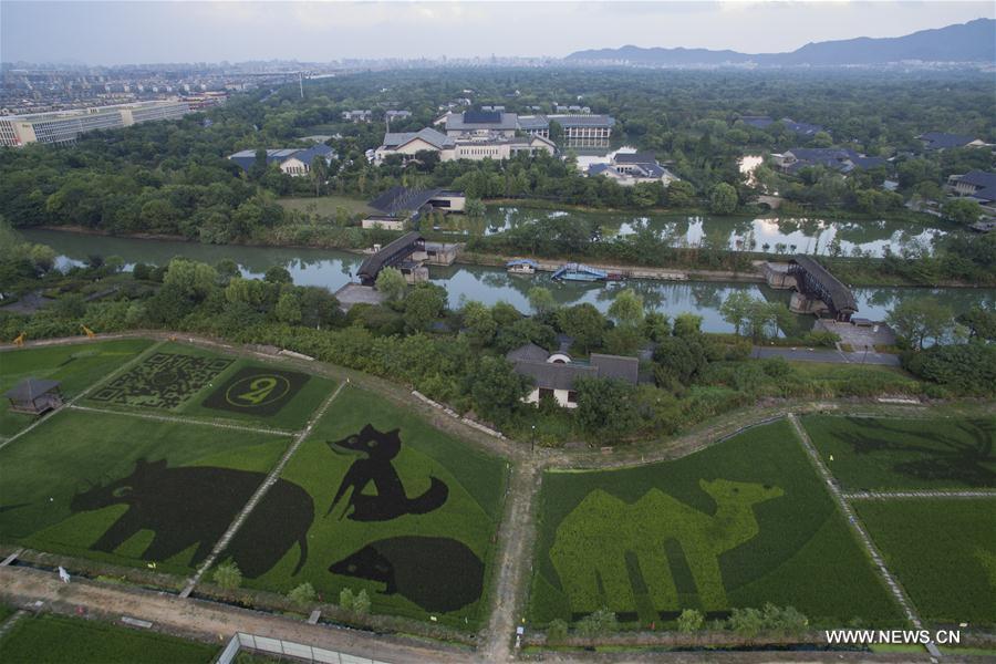 （社会）（2）杭州：湿地旁的“动物园”稻田