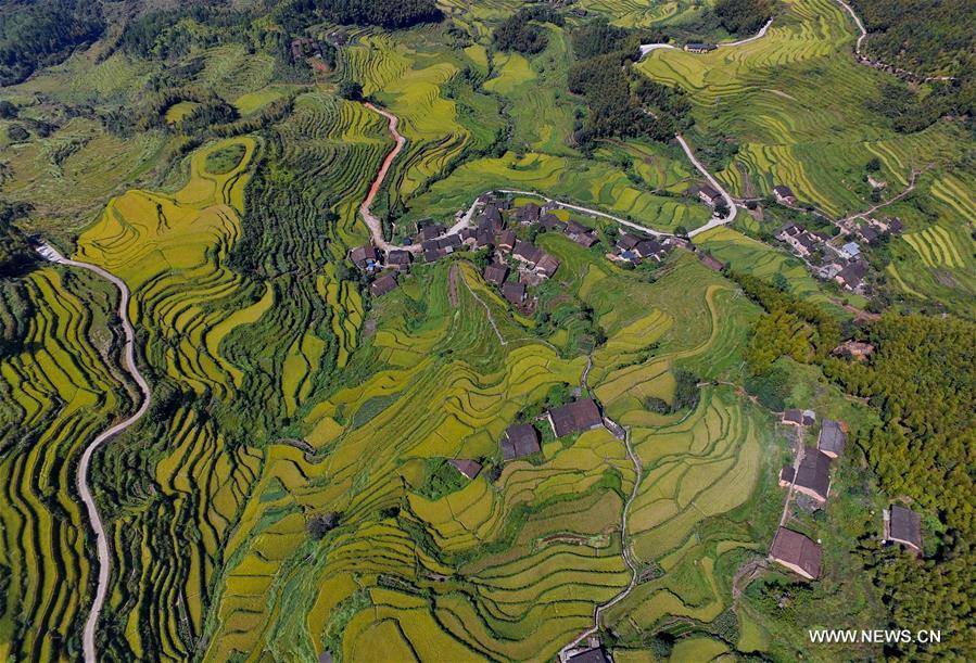 （秋季美丽生态）（2）闽北大地起稻浪