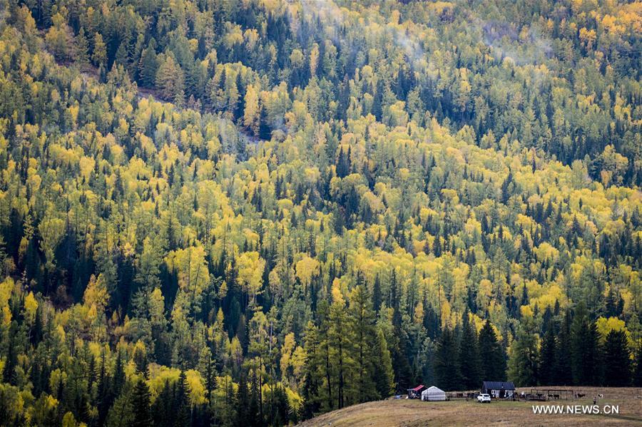 CHINA-XINJIANG-KANAS-AUTUMN SCENERY (CN) 