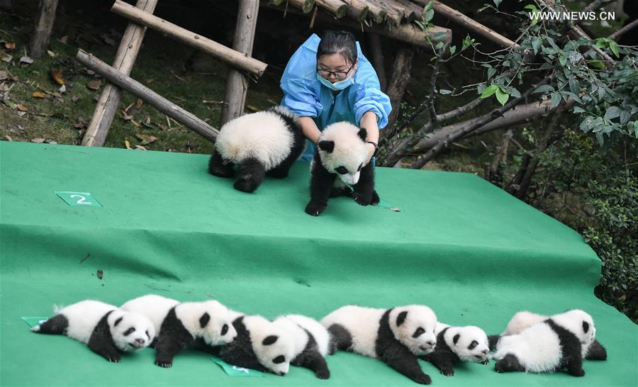 （社会）（1）成都：今年新生大熊猫宝宝集体亮相