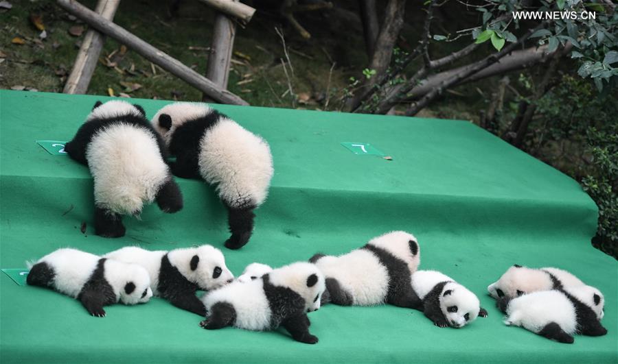 （社会）（2）成都：今年新生大熊猫宝宝集体亮相